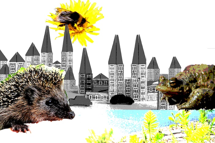 Igeltreppen, Schlafplätze und Insekten …