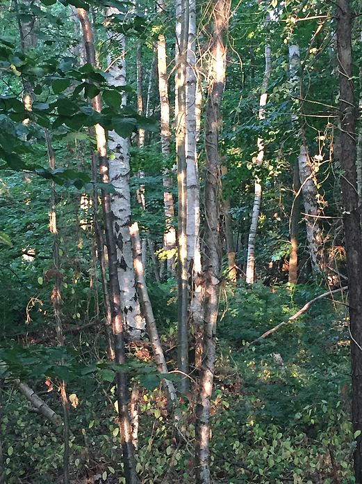 Spaziergang Kunst und Natur