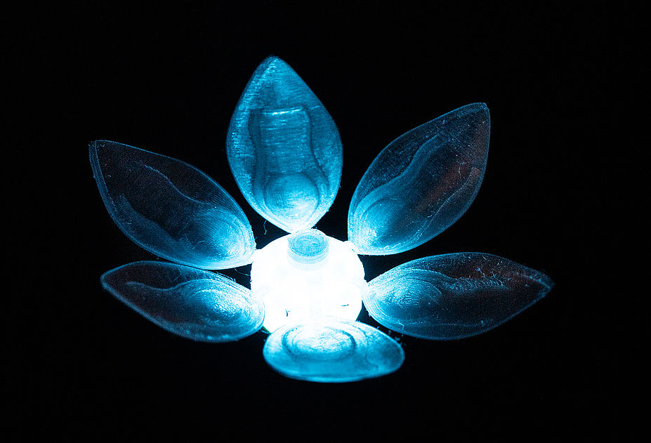 Stromblüte auf dem Travemünder Lichterzauber
