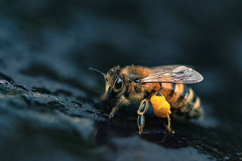 Lübecker Natur im (Klima)wandel